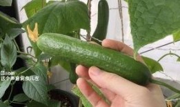 摘瓜吃视频,一场视觉盛宴的瓜田奇遇