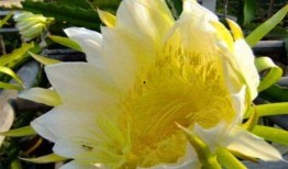 吃瓜霸王花剧情,揭秘娱乐圈的瓜田传奇