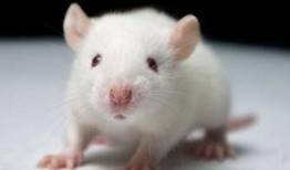 小白鼠吃瓜降温,小白鼠的降温新选择