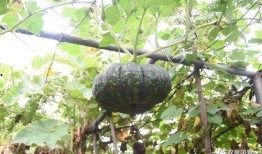 单位吃瓜之,揭秘职场八卦背后的真相