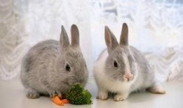 兔子吃瓜视频解压,欢乐解压，轻松一刻