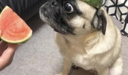 吃瓜吃吐表情包,表情包里的社会百态