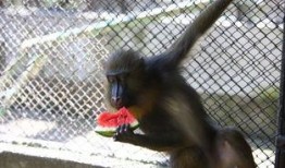 山魈吃瓜,揭秘森林中的神秘食客