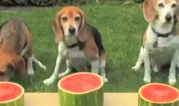 狗吃葫芦瓜,一场味蕾与好奇的碰撞