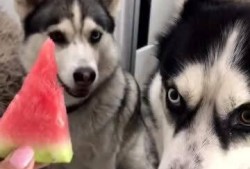 吃哈瓜有没,揭秘其独特魅力与食用体验