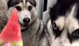 吃哈瓜有没,揭秘其独特魅力与食用体验