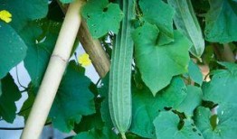 吃瓜尿酸,揭秘吃瓜背后的健康隐患