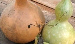 月子葫芦瓜怎么吃,月子期间葫芦瓜的多样食用方法解析