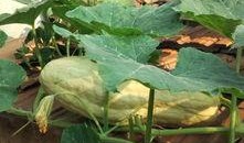 意大利瓜叶可以吃,探寻意大利瓜叶美食之旅