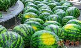 南宁各大高校吃瓜事件,校园事件背后的热议与反思