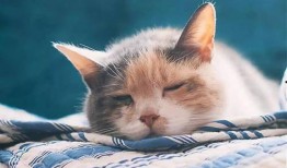 玩具猫吃瓜视频,萌态十足，带你领略萌宠趣味时光