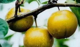 浦江吃瓜,一场别开生面的吃瓜盛宴