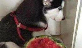 吃瓜不吐子哈,揭秘娱乐圈的甜蜜与苦涩