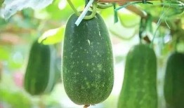 啥吃瓜,网络热词背后的趣味与思考