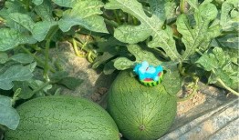 马是否可以吃瓜,揭秘马儿饮食新风尚