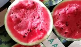 瓜哥邀你一起吃瓜,一起畅享美味瓜果盛宴