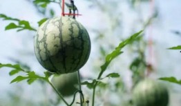 吃瓜变帅,揭秘美食与颜值的秘密