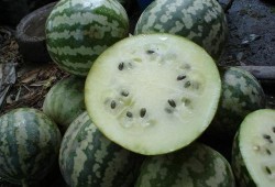 磨盘剥瓜怎么吃,解锁美味新体验