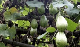 结瓜怎么吃有毒,如何安全食用