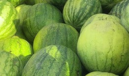 吃中药可以吃籽瓜吗,籽瓜与中药同食的适宜性探讨