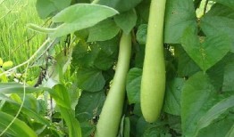 瓠子葫芦瓜怎么吃,瓠子葫芦瓜的多彩食法探索