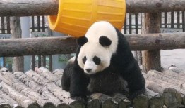 吃瓜妙妙,揭秘娱乐圈那些不为人知的幕后故事