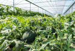 农村365吃瓜,瓜果飘香，共享田园生活