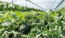 农村365吃瓜,瓜果飘香，共享田园生活