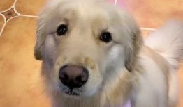 狗可以吃蜜瓜干吗怎么吃,狗狗的夏日美味小食，这样吃更健康