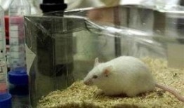 小白鼠吃瓜降温,小白鼠的降温新选择