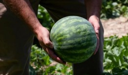 怎么当个吃瓜人呢,轻松成为吃瓜群众的实用指南