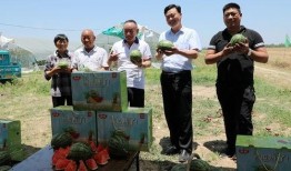 来上班就在家里吃八叶瓜,居家办公的美食伴侣