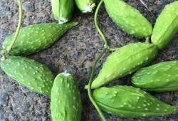 孕妇是否可以吃蛇瓜,蛇瓜可否食用解析