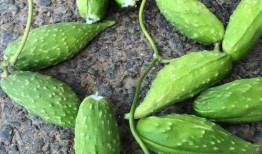 孕妇是否可以吃蛇瓜,蛇瓜可否食用解析