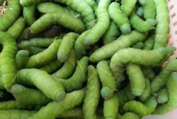 丁成新吃瓜吃豆,瓜豆之间，品味人生百态