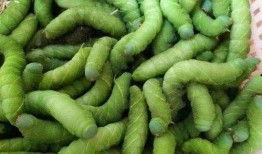 丁成新吃瓜吃豆,瓜豆之间，品味人生百态