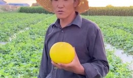 甘肃民勤沙漠蜜瓜送吃瓜,沙漠中的甜蜜馈赠，共享自然美味