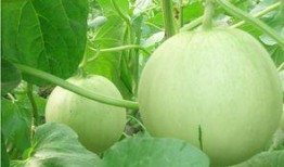 茄瓜适合什么调料吃,探寻最适合的调味秘籍