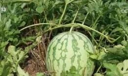 微簪花真吃瓜,揭秘网络热词背后的文化现象