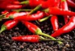 吃辣椒吃瓜,辣椒与西瓜的夏日美味之旅