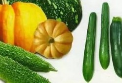 夏天怎么防止吃瓜,夏日防暑吃瓜攻略