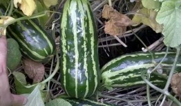 每个年代的吃瓜,怀旧零食风潮，童年味道的甜蜜回忆n2. 90年代：流行小吃崛起，街头美食的青春记忆n3. 00年代：快餐文化盛行，网络美食的探索之旅n4. 10年代：网红美食争霸，味蕾体验的无限可能n5. 20年代：健康饮食新风尚，绿色食品的崛起之路