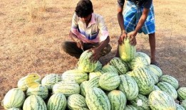 摘瓜吃视频,一场视觉盛宴的瓜田奇遇