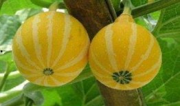 有瓜吃趣事,有瓜吃的欢乐时光