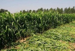 在农村吃高粱瓜,高粱瓜的独特风味与记忆