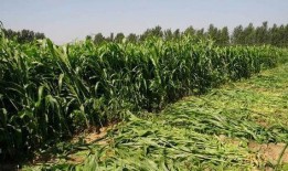 在农村吃高粱瓜,高粱瓜的独特风味与记忆