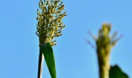 在农村吃高粱瓜,高粱瓜的独特风味与记忆