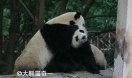 吃瓜小熊重庆,吃瓜小熊带你探秘重庆美食之旅