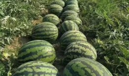 瓜哥邀你一起吃瓜,一起畅享美味瓜果盛宴