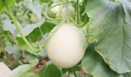 甘南网红吃瓜事件,揭秘网络舆论的风暴与反思